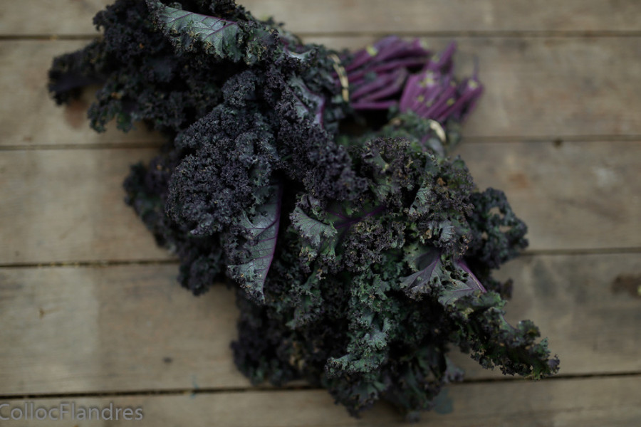 chou kale rouge 