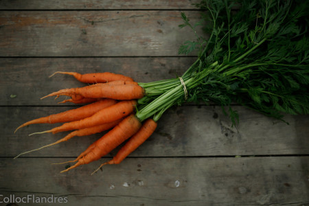 carottes botte