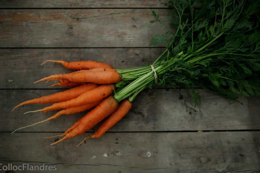 carottes botte