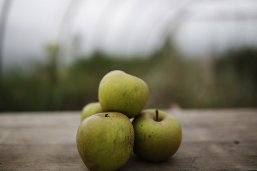 Pommes Gris de Brabant bio