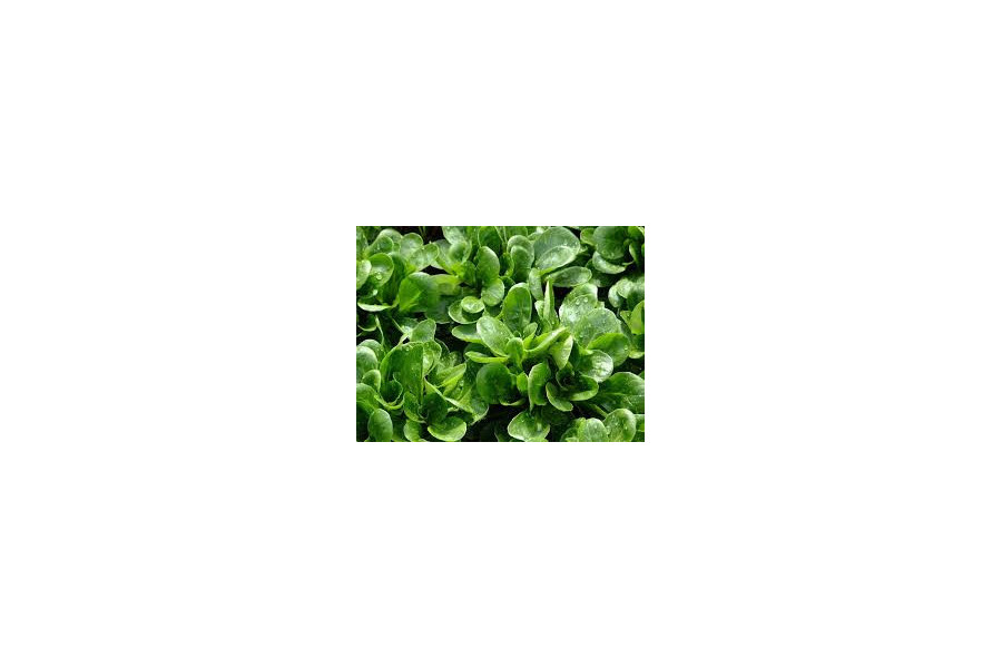 Mâche, 250gr