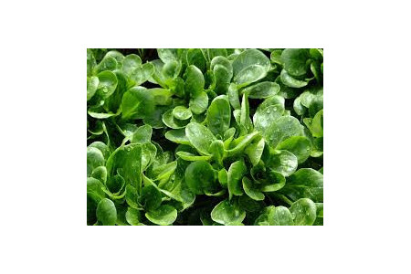 Mâche, 250gr