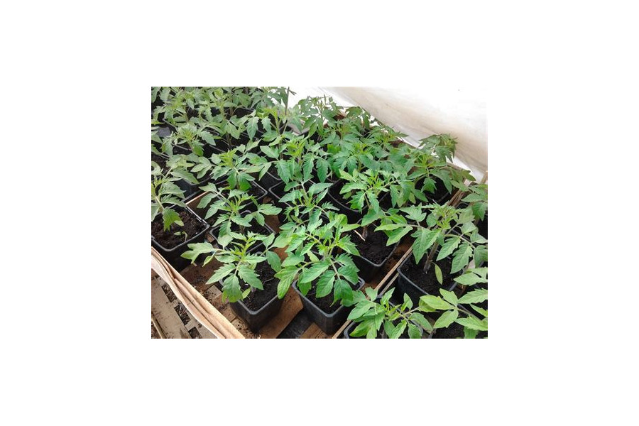 plant de tomates cocktail Moglia Rosa