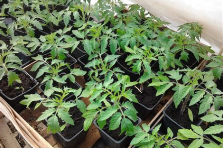 plant de tomate cerise Vert Jaune Caramel