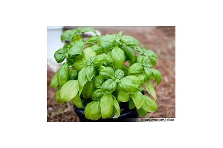 basilic vert en pot