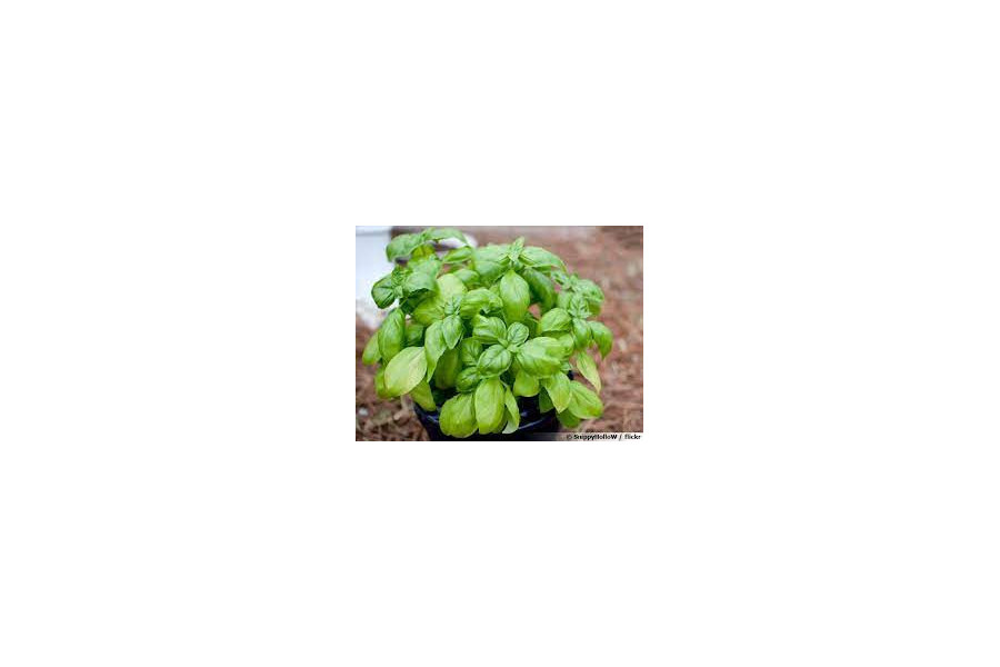 basilic vert en pot