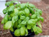 basilic vert en pot