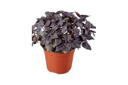basilic pourpre en pot