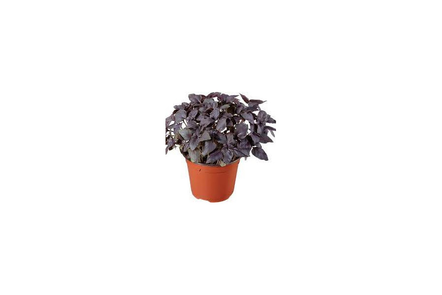 basilic pourpre en pot