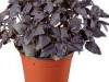 basilic pourpre en pot