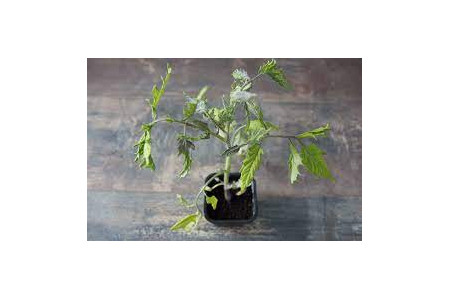 plant de tomate Noire de Crimée