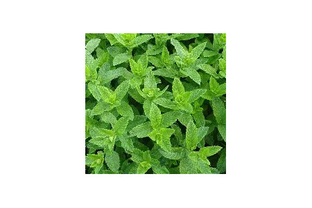 plant de menthe verte