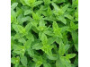 plant de menthe verte