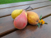 Poire bio (à cuire ou en tarte)