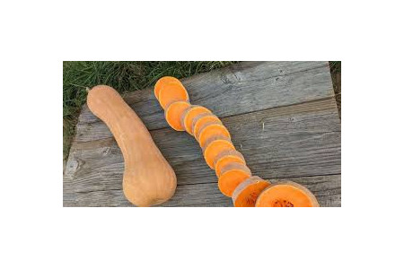 courge longue de Nice