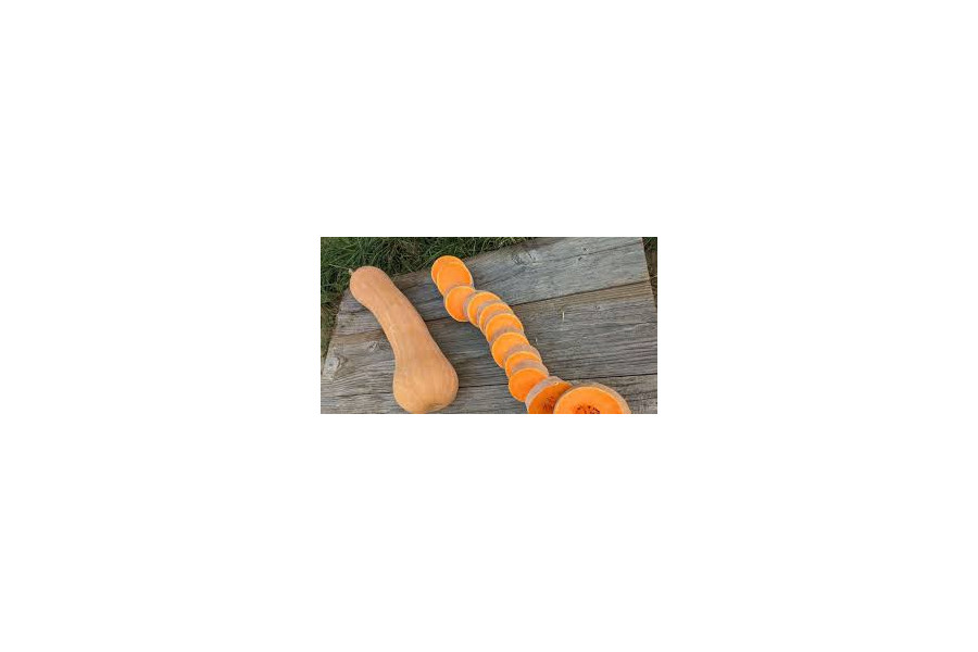 courge longue de Nice