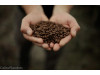 Café Pérou Bio 1 kg GRAINS