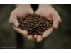 Café Mexique Bio 1 KG GRAINS