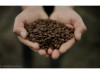 Café Ethiopie Bio 1 KG GRAINS