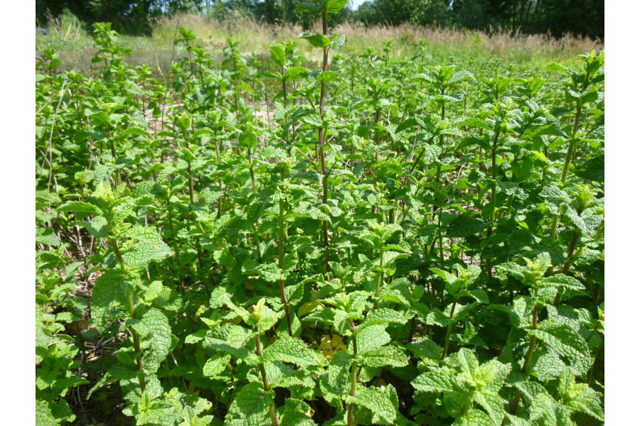 Menthe marocaine, feuilles