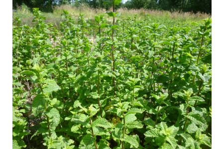 Menthe marocaine, feuilles