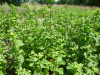 Menthe marocaine, feuilles